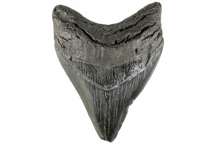 4.15" Fossil Megalodon Tooth - South Carolina